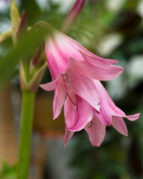 Crinum powelii